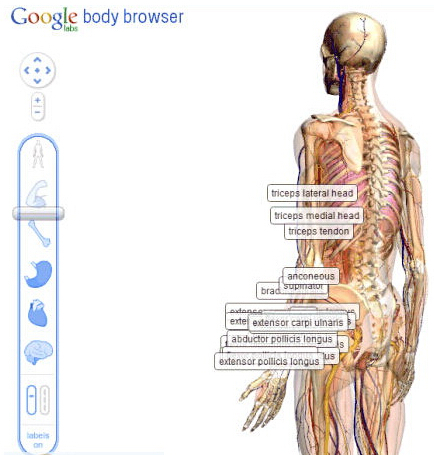谷歌人体浏览器官方下载