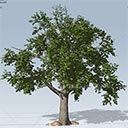 植物资料包speedtreecinema汉化